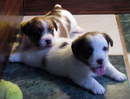 Jack Russell Terier puppies