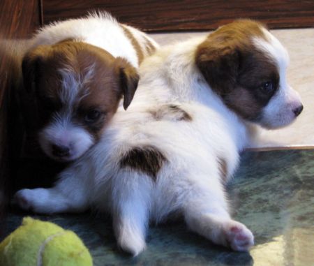 Vendita cuccioli Jack Russell Terrier