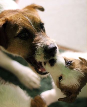 Vendita cuccioli Jack Russell Terrier