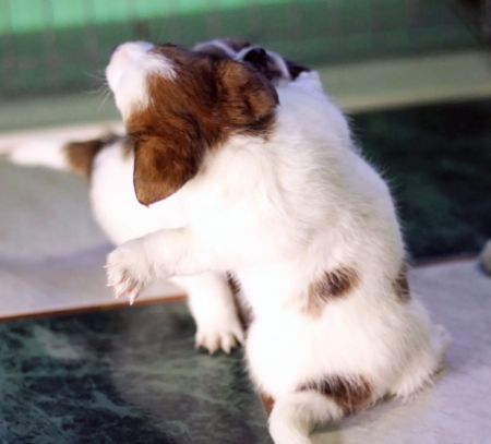 Jack Russell Terrier