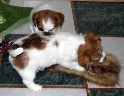 Jack Russell Terier - cuccioli con la pelle di martora