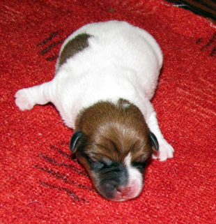 Un cucciolo di Jack Russell Terrier