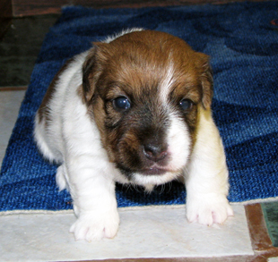 Jack Russell Terrier