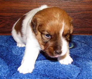 A puppy of Jack Russell Terrier