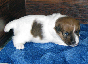 Jack Russell Terrier - un cucciolo - maschio