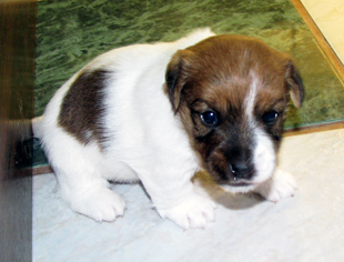 A puppy of Jack Russell Terrier