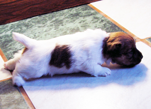 Un cucciolo di Jack Russell Terrier