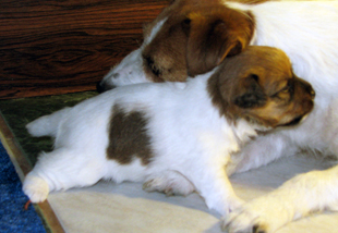 Jack Russell Terrier - un cucciolo