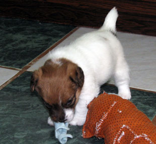 Jack Russell Terrier - der Welpe - der Rüde