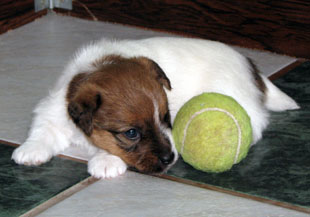 Jack Russell Terrier