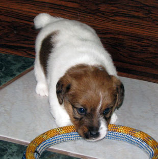 A puppy of Jack Russell Terrier