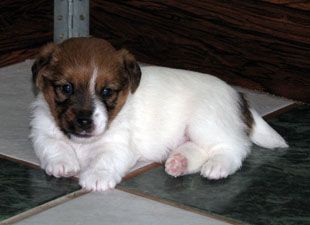 Un cucciolo di Jack Russell Terriera