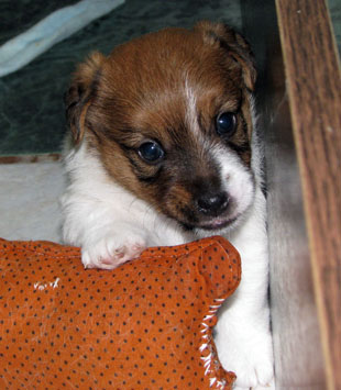 Jack Russell Terrier