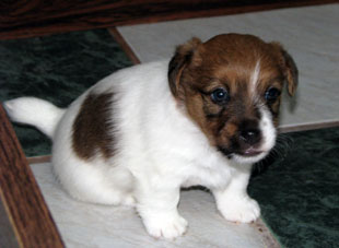 Un cucciolo di Jack Russell Terrier