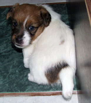 Jack Russell Terrier - a puppy