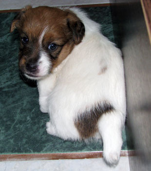 Jack Russell Terrier - der Welpe