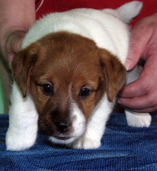 Jack Russell Terrier - un cucciolo - maschio