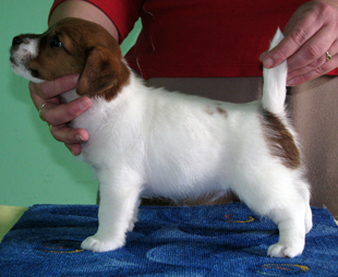 Jack Russell Terrier