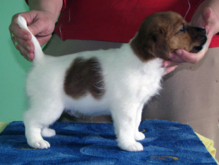 Un cucciolo di Jack Russell Terrier