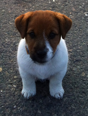 Jack Russell Terrier