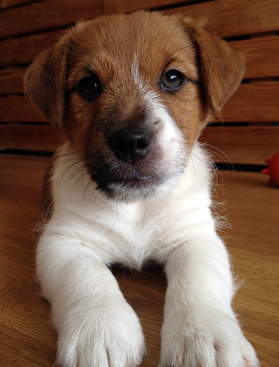 Ein klein Jack Russell Terrier