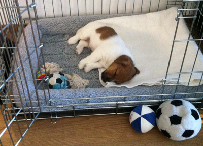 Jack Russell Terrier