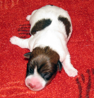 Una cucciola di Jack Russell Terrier