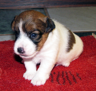 Jack Russell Terrier