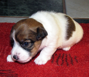 Jack Russell Terrier cucciola
