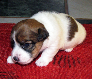 A puppy of Jack Russell Terrier