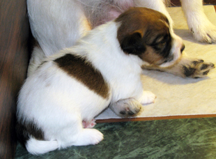 Jack Russell Terrier - una cucciola - femmina