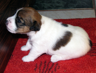 Una cucciola di Jack Russell Terriera