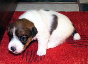 Una cucciola di Jack Russell Terrier