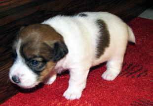 Jack Russell Terrier - una cucciola