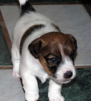 A puppy of Jack Russell Terrier