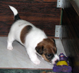 Jack Russell Terrier - a female puppy