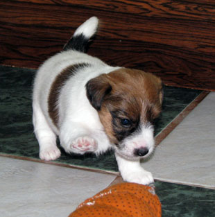 A puppy of Jack Russell Terrier