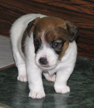 Jack Russell Terrier