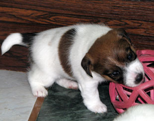 Jack Russell Terrier's puppy