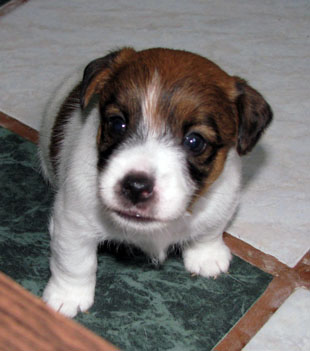 Jack Russell Terrier - una cucciola
