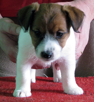 Jack Russell Terrier - a female puppy
