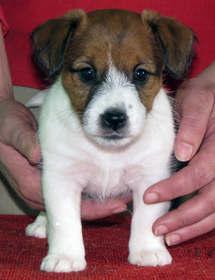 Una cucciola di Jack Russell Terriera
