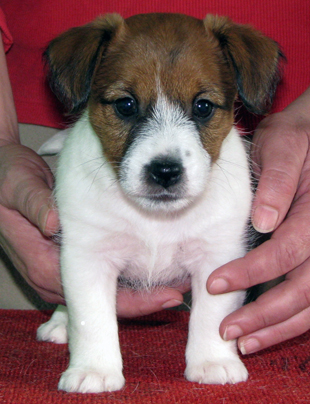 A puppy of Jack Russell Terrier