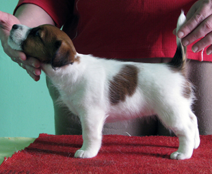 Jack Russell Terrier