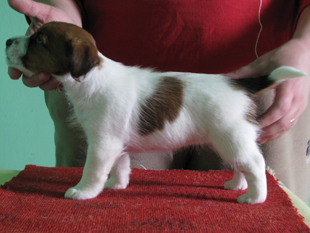 Den Jack Russell Terrier Welpen