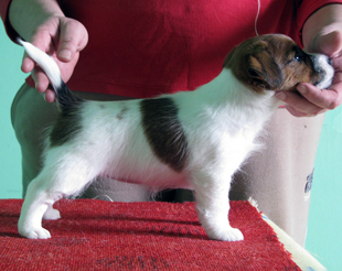 Jack Russell Terrier - a puppy