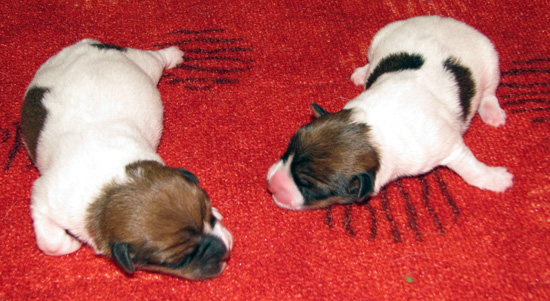 100% Top Quality Australian Jack Russell Terier puppies