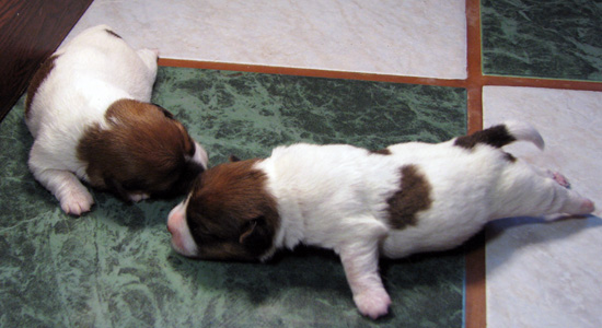 100% Top Quality Australian Jack Russell Terier puppies