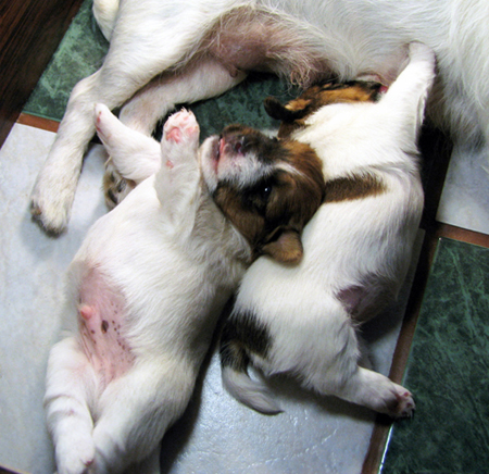 JRT puppies - broken & rough