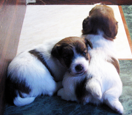 Vendo cuccioli Jack Russell prezzo